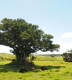 Kohama Island